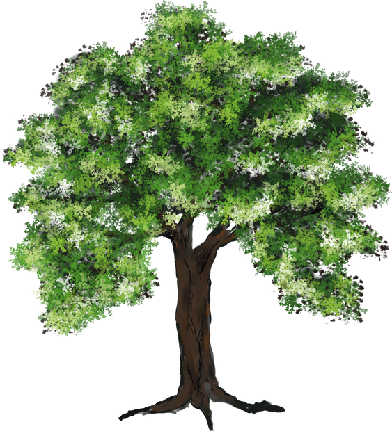 Growing Deciduous Tree