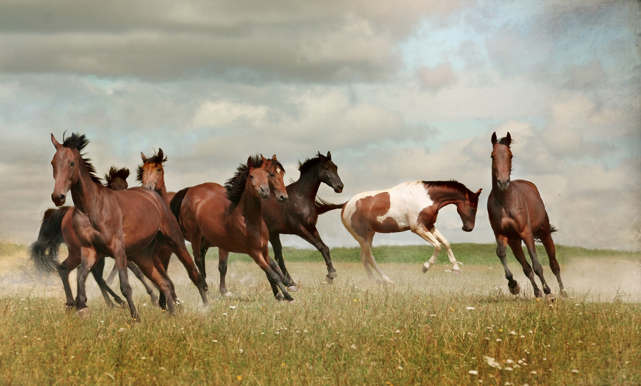 Horses in Nature