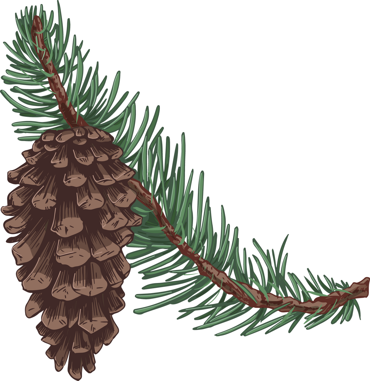 Branch of Conifer Tree with Cone